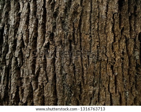 Rustic tree bark texture background