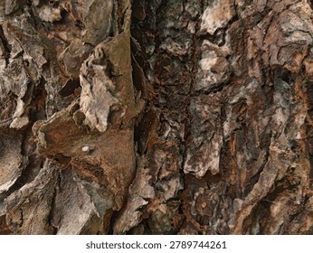 Rustic tree bark texture with warm earthy tones and detailed organic patterns.