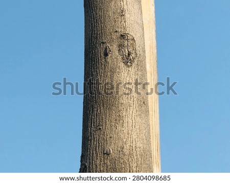 Rustic tree trunk background with aged bark and organic woodland texture. Natural tree trunk texture with rough bark surface and realistic organic wood background. 