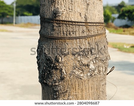 Rustic tree trunk background with aged bark and organic woodland texture. Natural tree trunk texture with rough bark surface and realistic organic wood background. 