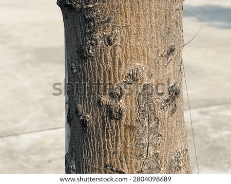 Rustic tree trunk background with aged bark and organic woodland texture. Natural tree trunk texture with rough bark surface and realistic organic wood background. 