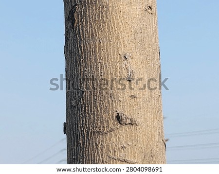 Rustic tree trunk background with aged bark and organic woodland texture. Natural tree trunk texture with rough bark surface and realistic organic wood background. 