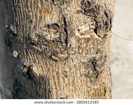 Rustic tree trunk texture with aged bark, rough grain, and authentic forest appearance. Closeup of tree trunk bark displaying rough organic texture and earthy wood details. 