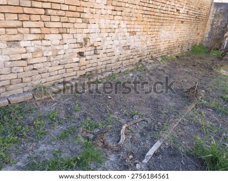 Rustic village backyard with an old brick wall and grapevines on the ground in early spring.