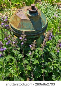 Rustic Vintage Fire Hydrant Hidden Among Blooming Purple Flowers and Green Garden Foliage