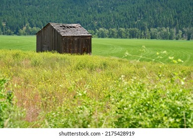 Rustic Weathered Barn Green Field. Rustic Barn In Sunshine Next To Freshly Cut Agriculture Fields.

                               