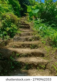 Rustic weathered stone steps overgrown with small plants and moss lead upward through dense sunlit tropical jungle, flanked by ferns, taro leaves and lush green vegetation.