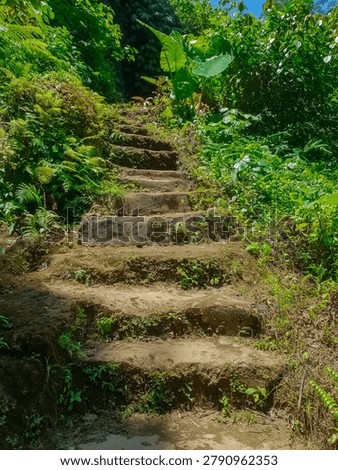 Rustic weathered stone steps overgrown with small plants and moss lead upward through dense sunlit tropical jungle, flanked by ferns, taro leaves and lush green vegetation.