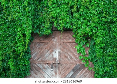 Rustic weathered wooden gate covered with greenery