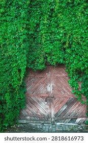 Rustic weathered wooden gate covered with greenery