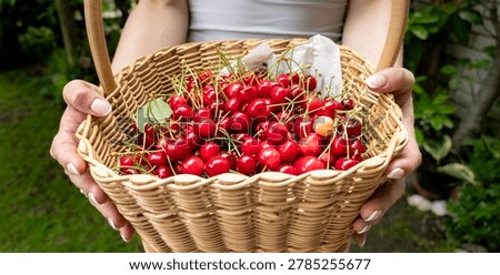 Rustic wicker basket packed with ripe cherries held by woman outdoors, ecological agriculture and healthy locally grown fruit lifestyle.