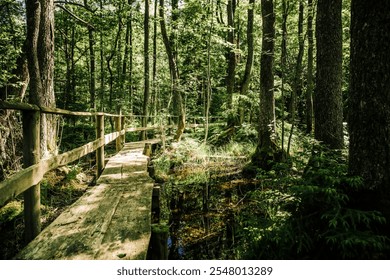 A rustic wooden bridge leads through a lush green forest, surrounded by tall trees and serene wetlands. A tranquil and scenic trail perfect for outdoor exploration and nature appreciation - Powered by Shutterstock