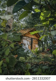 Rustic wooden cabin surrounded by lush tropical rainforest vegetation, creating a peaceful and secluded atmosphere in a natural forest setting.