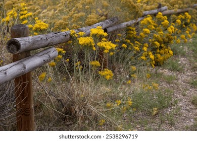 Rustic Wooden Fence Along Path with Blooming Yellow Wildflowers in a Natural Countryside Setting - Powered by Shutterstock