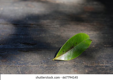 Rustic wooden and leaf
