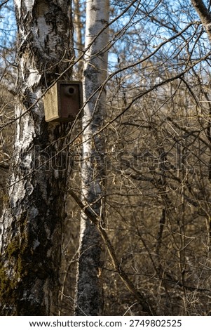 A rustic wooden nesting box attached to the trunk of a birch tree in a dormant, bare woodland setting.