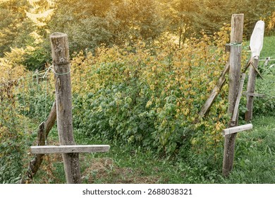 Rustic wooden posts supporting rows of raspberry plants displaying green and yellowing autumn foliage in a rural garden