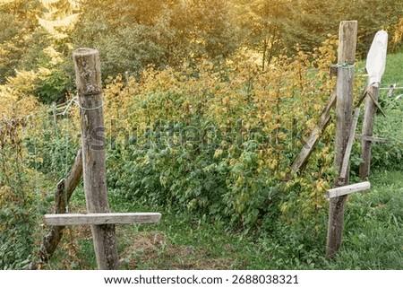 Rustic wooden posts supporting rows of raspberry plants displaying green and yellowing autumn foliage in a rural garden