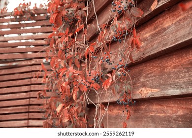 Rustic Wooden Wall Decorated with Autumn Red Leaves and Blue Berries - Powered by Shutterstock