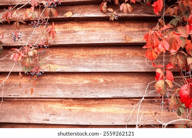 Rustic Wooden Wall Decorated with Autumn Red Leaves and Blue Berries - Powered by Shutterstock