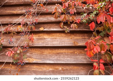 Rustic Wooden Wall Decorated with Autumn Red Leaves and Blue Berries - Powered by Shutterstock