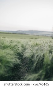 Rustling Fields of Green