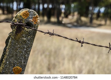 Rusty barbed wire