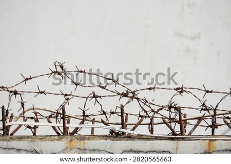 rusty barbed wire arranged along the barrier. broken white wall background.