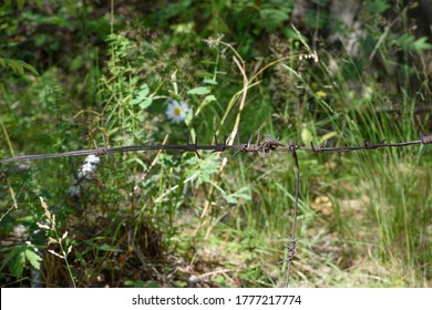 barbed wire plant