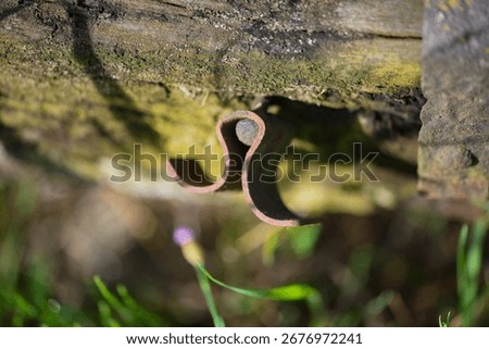 A rusty, bent metal hook or hinge on an old, weathered piece of wood