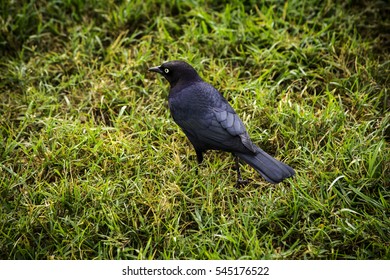 Rusty Blackbird