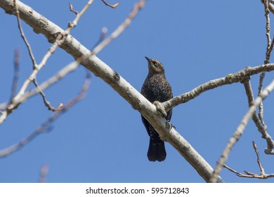 Rusty Blackbird