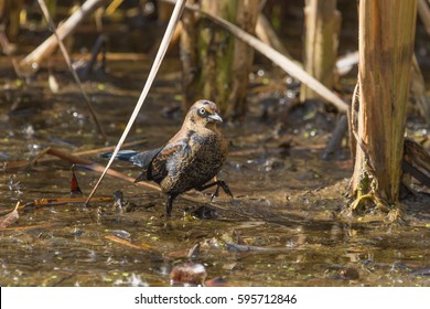 Rusty Blackbird