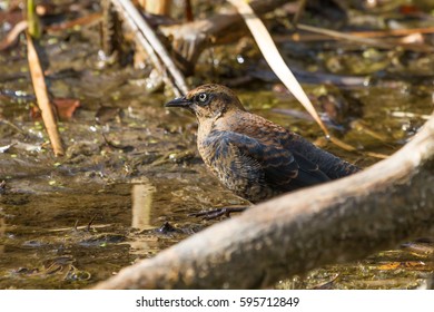 Rusty Blackbird