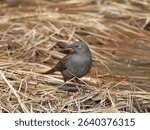 rusty blackbird female foraging in Loxahatchee NWR