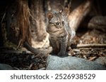 Rusty Cat, Prionailurus rubiginosus, eye contact, direct gaze fixed on camera, crouching on a tree branch in natural low forest light. 