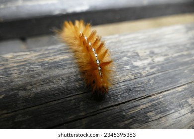 rusty caterpillar - The garden tiger moth or great tiger moth - Arctia caja