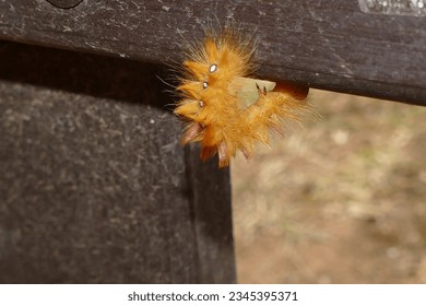 rusty caterpillar - The garden tiger moth or great tiger moth - Arctia caja