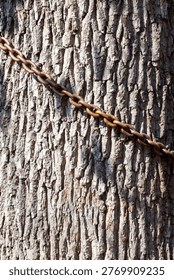 Rusty chain wrapped around tree bark. Weathered texture and natural wood grain. Close-up focus on chain and bark details. Natural outdoor scene with muted colors. No animals or plants visible