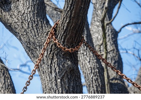 Rusty chain wraps around tree trunk. Weathered bark shows deep grooves. Sky blue background with bare branches. Chain links show corrosion and wear. Natural outdoor setting with strong sunlight