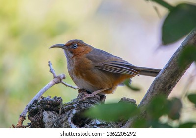 Rusty Cheeked Scimitar Babbler Perched