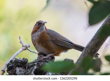 Rusty Cheeked Scimitar Babbler Perched
