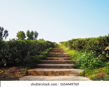 Rusty Concrete Step Stair Up To The Tea Plantation On The Mountain Nature Background.