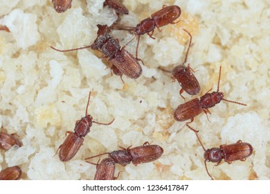 1,098 Stored Product Insects Images, Stock Photos & Vectors | Shutterstock