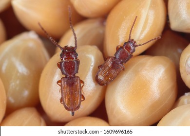 Rusty grain beetle Cryptolestes ferrugineus from the family Laemophloeidae (lined flat bark beetles), known as economically important pests of stored products. Male and Female on millet seeds.