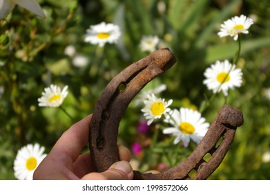Rusty iron horseshoe held in hand on the background of garden flowers. Metal horseshoe as a symbol of luck.