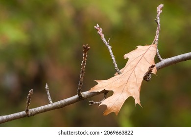 A Rusty Leaf with Sharp Edges Fallen on a Tree Branch in Early Autumn