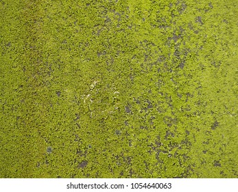 Rusty Metal Wall With Moss Texture Background