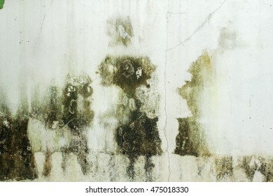 Rusty Moody Green Fungus On The Wall Background