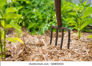 Rusty Old Fork In The Vegetable Garden